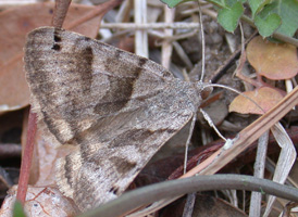 Forage Looper
